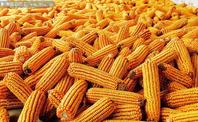 丰收的玉米 从田野到餐桌的金色宝藏