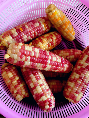 七彩田园的馈赠 走进彩色玉米的奇妙世界